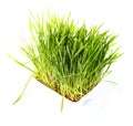 Nice Wheat grass Royalty Free Stock Photo