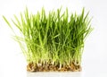 Nice Wheat grass Royalty Free Stock Photo