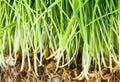 Nice Wheat grass Royalty Free Stock Photo