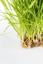 Nice Wheat grass Royalty Free Stock Photo