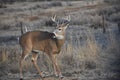 A nice whitail buck in the pasture