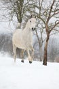 Nice white arabian stallion running Royalty Free Stock Photo