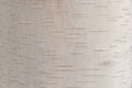 Nice white birch bark whit particular horizontals lines