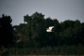 nice white bird gliding with outstretched wings lonely near trees and nature, albufera natural park valencia, spain