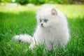 Nice white british kitten in the grass.
