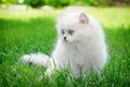 Nice white british kitten in the grass. Royalty Free Stock Photo