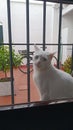 Nice white cat with blue eyes playing.