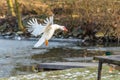 Nice white duck or muscovy duck landing on grass near lake Royalty Free Stock Photo