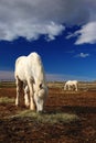 Nice white horse feed on hay with horse in background, dark blue sky with clouds