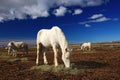 Nice white horse feed on hay with three horses in background, dark blue sky with clouds, Camargue, France