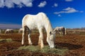 Nice white horse feed on hay with three horses in background, dark blue sky with clouds, Camargue, France. Summer day in horse fol Royalty Free Stock Photo