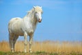 Nice white horse on the meadow. Horse with dark blue sky, Camargue, France. Beautiful white animal in the nature habitat. Wild hor Royalty Free Stock Photo