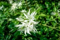 Nice white Jasmin or Jui flower in the flower plant Royalty Free Stock Photo