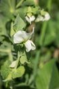 Nice white peas flower appears in June