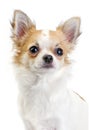 nice white with red chihuahua portrait