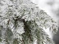 Beautiful snowy fir tree branches, Lithuania Royalty Free Stock Photo