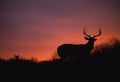 Nice Whitetail Buck in Sunset Royalty Free Stock Photo