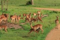 Nice Wild African Impalas in the Mikumi National Park, Tanzania