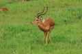 Nice Wild African Impalas in the Mikumi National Park, Tanzania