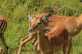 Nice Wild African Impalas in the Mikumi National Park, Tanzania