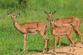 Nice Wild African Impalas in the Mikumi National Park, Tanzania