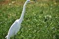 Nice wild bird at Coronado Island