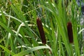 Nice wild reed Royalty Free Stock Photo