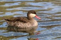 Wild duck pintail Anas erythrorhyncha Royalty Free Stock Photo