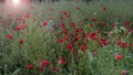 Nice wild field full of red poppies and flowers