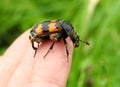 Nice wild insect on woman finger, Lithuania Royalty Free Stock Photo