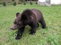 A nice wild little brown bear