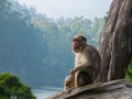 Wild Monkeys near Munnar, Kerala, India