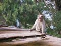 Wild Monkeys near Munnar, Kerala, India