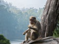 Wild Monkeys near Munnar, Kerala, India