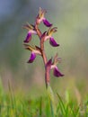 Nice wild orchid in spring with evening light. anacamptis collina