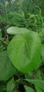 nice wild plant leaves for background with beautiful green color