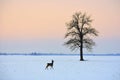 Nice winter scene . Lonely roe deer and lonely tree.