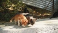 A kind woman feeds stray cats in the street. The girl gives food to disadvantaged animals