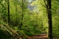 Nice wooden scenery with a footpath and the sunligth passes through the trees