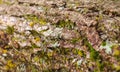 Nice wooden texture of tree bark with moss and lichen. Old wood Royalty Free Stock Photo