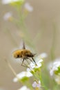 Nice working useful insect on blossom flowers.