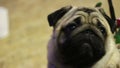 Nice wrinkly pug behaving nervously, scared puppy looking around, stressed dog