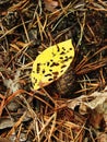 Beautiful yellow leaf in forest with worm holes, Lithuania Royalty Free Stock Photo