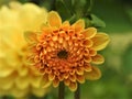 Nice yellow blooming flower in the garden.