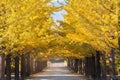 Nice yellow color with ginkgo tree Royalty Free Stock Photo