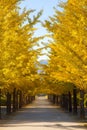 Nice yellow color with ginkgo tree Royalty Free Stock Photo