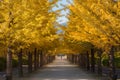 Nice yellow color with ginkgo tree at Japan