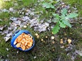 Beautiful eatable mushrooms  in forest, Lithuania Royalty Free Stock Photo