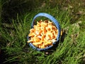 Beautiful eatable mushrooms  in forest, Lithuania Royalty Free Stock Photo