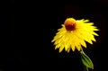 Nice yellow flower